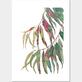 A touch of red - watercolour of eucalyptus branch Posters and Art